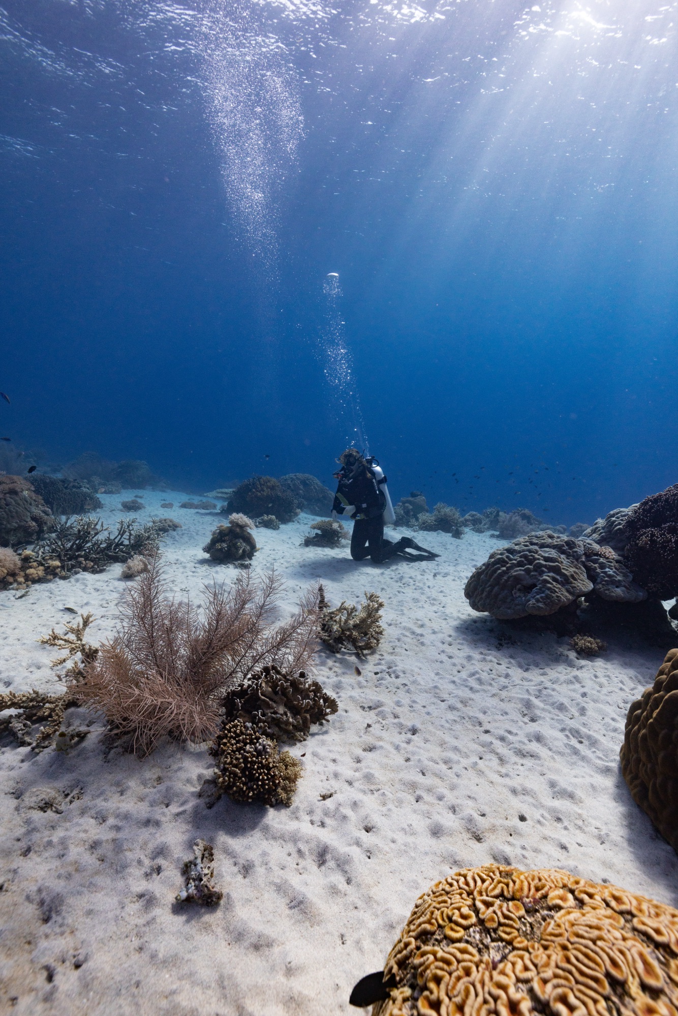 Wallacea Dive Cruises: Steel House photography