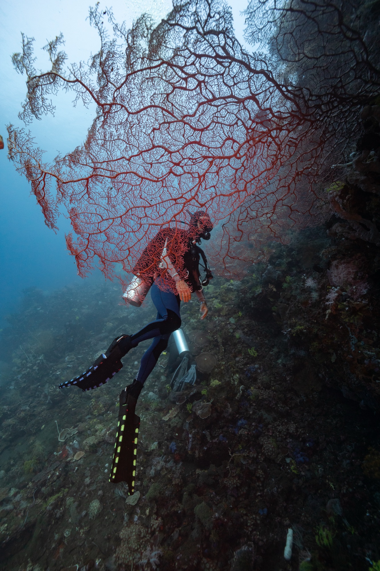 Wallacea Dive Cruises: Steel House photography