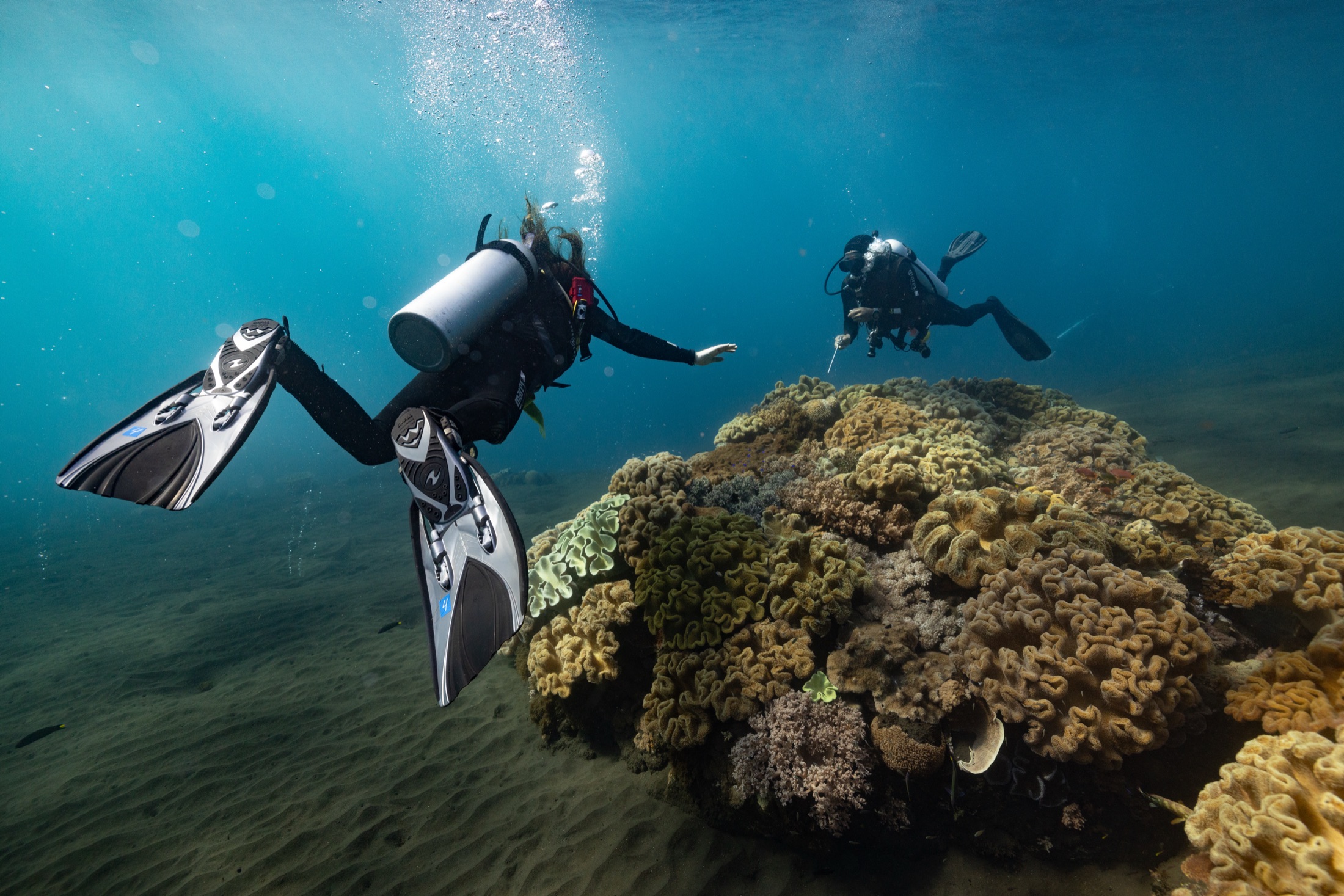 Wallacea Dive Cruises: Steel House photography