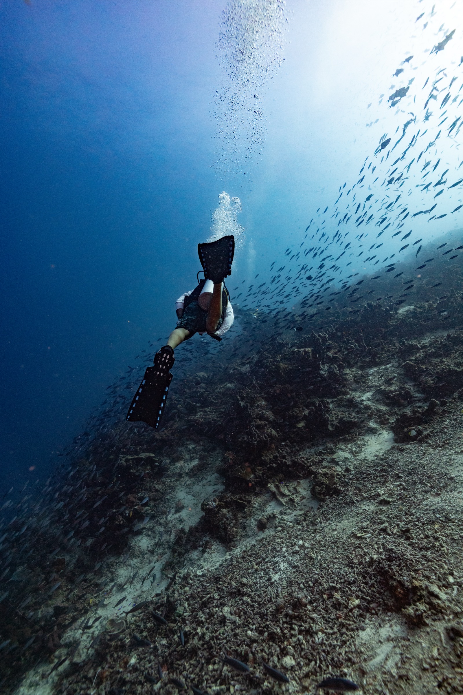 Wallacea Dive Cruises: Steel House photography