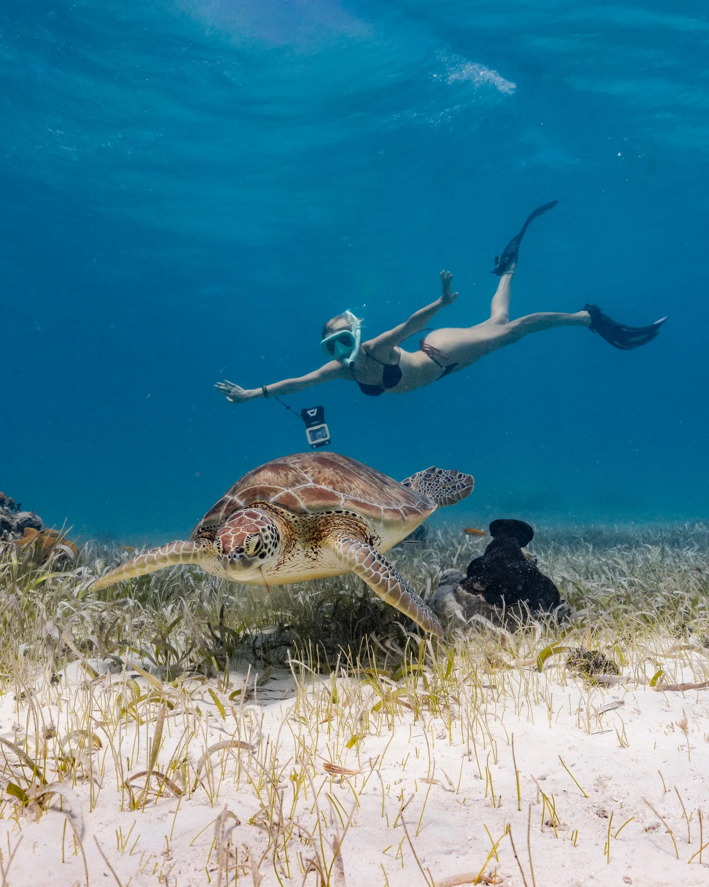 A snorkeler dives above a green sea turtle over seagrass in clear water off San Pedro, Belize: Steel House photography for Ocean Tide Beach Resort.